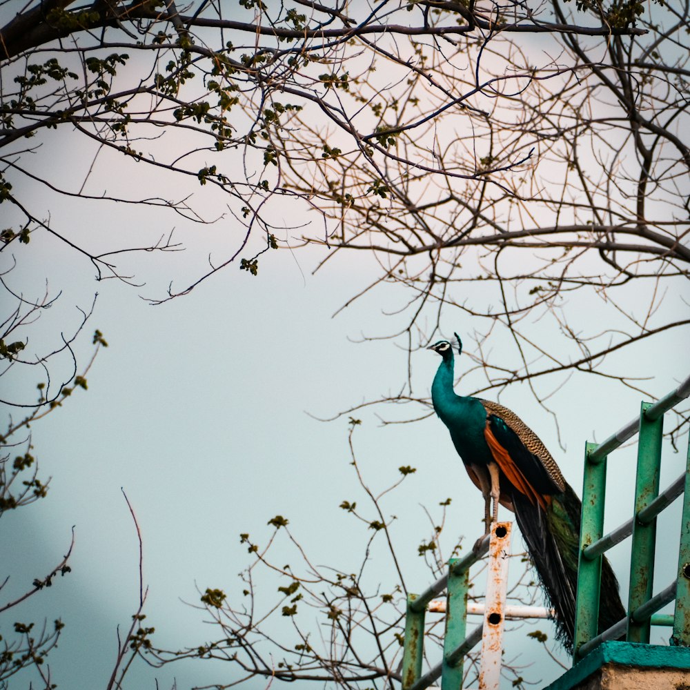 blue and green peacock on brown wooden fence during daytime