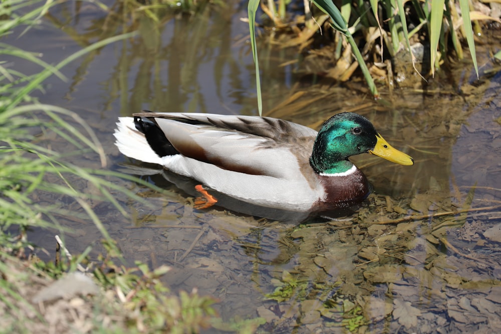 mallard duck on water during daytime