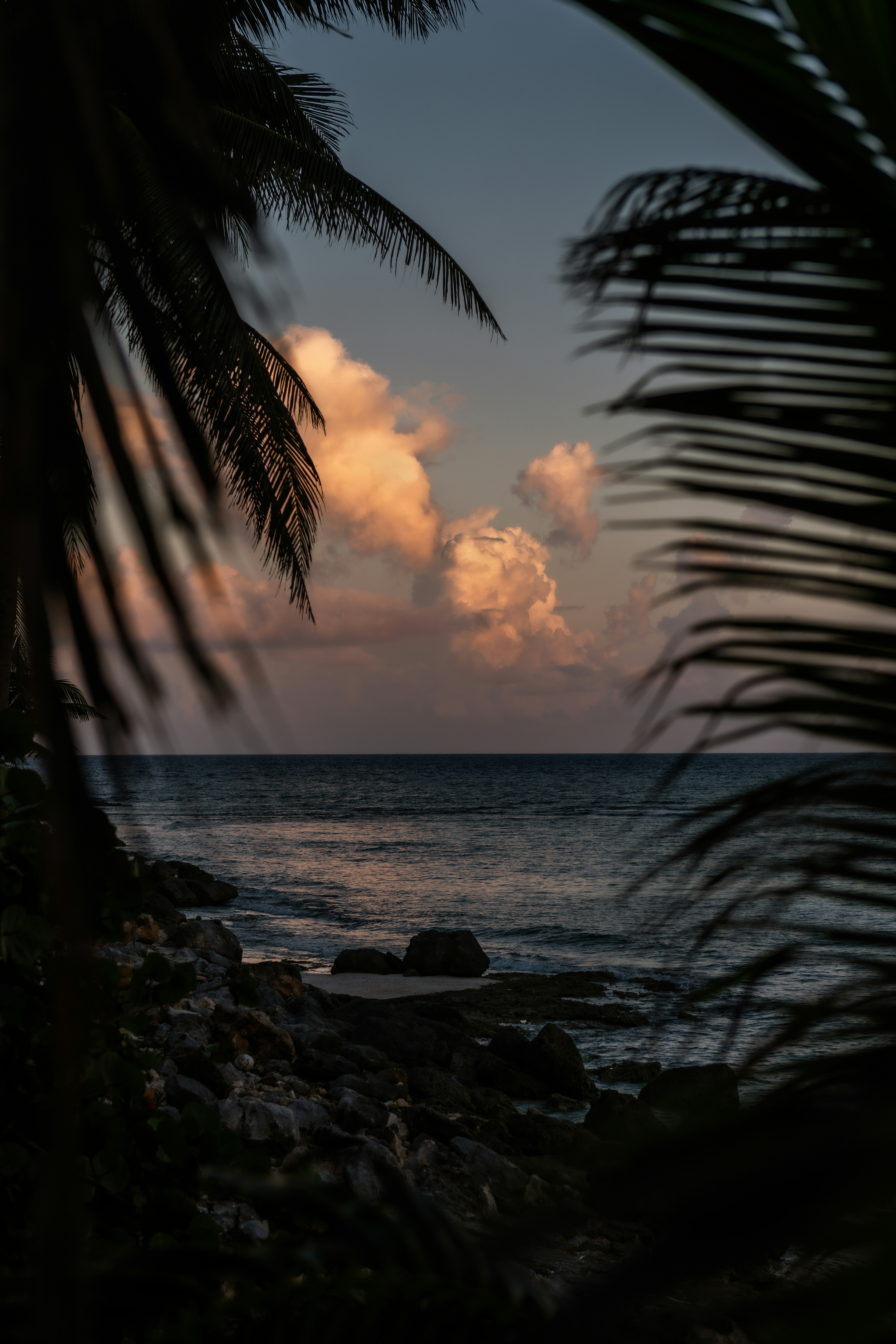 silhouette of palm trees near body of water during sunset