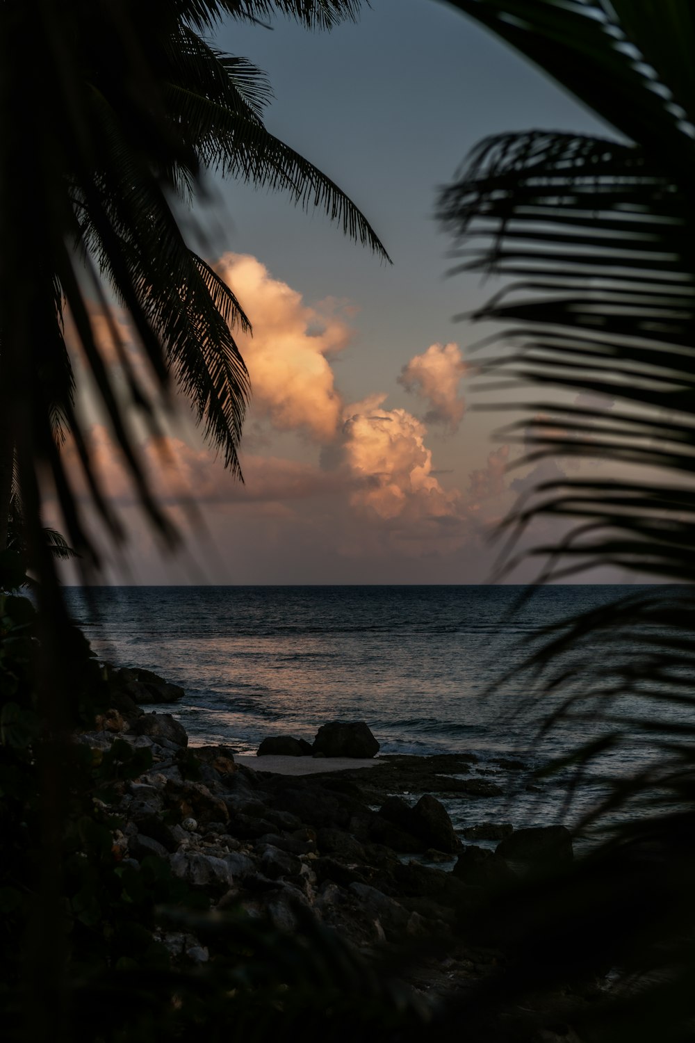 silhouette of palm trees near body of water during sunset