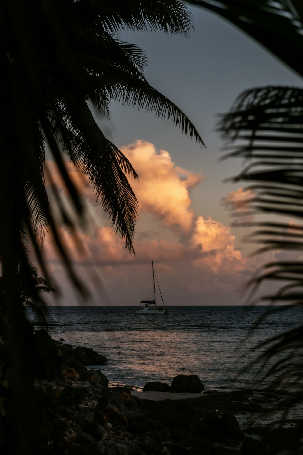 silhouette of palm trees near body of water during sunset