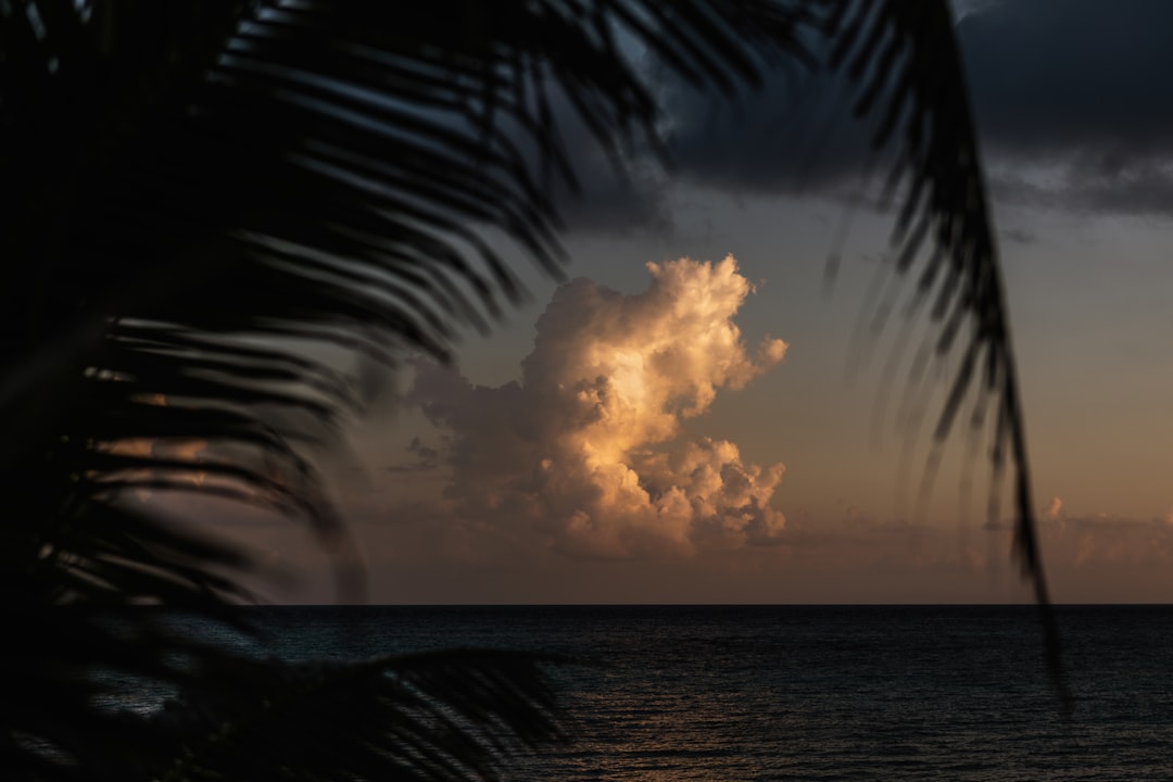 coconut palm tree near sea during sunset