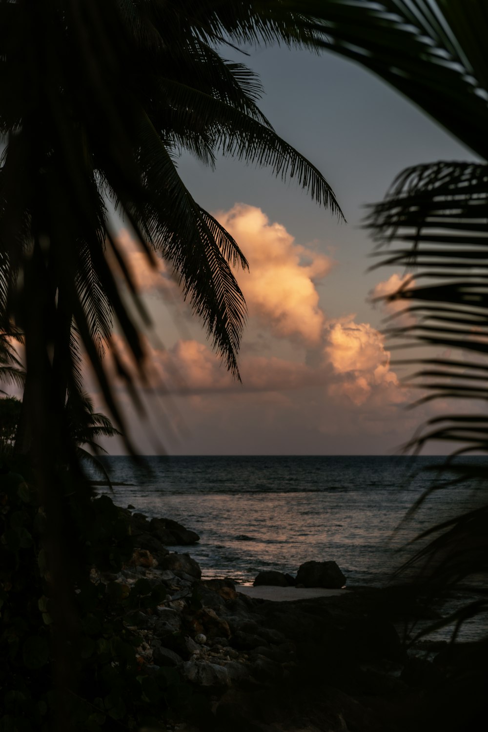 silhouette of palm trees near body of water during sunset