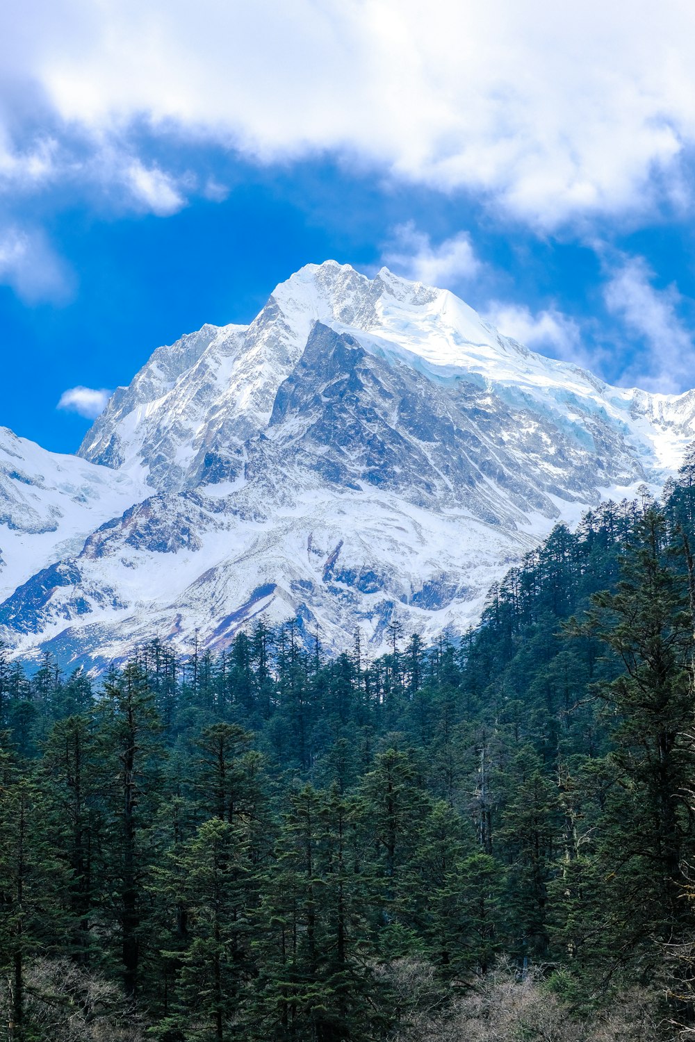 pinos verdes cerca de la montaña cubierta de nieve bajo el cielo azul durante el día