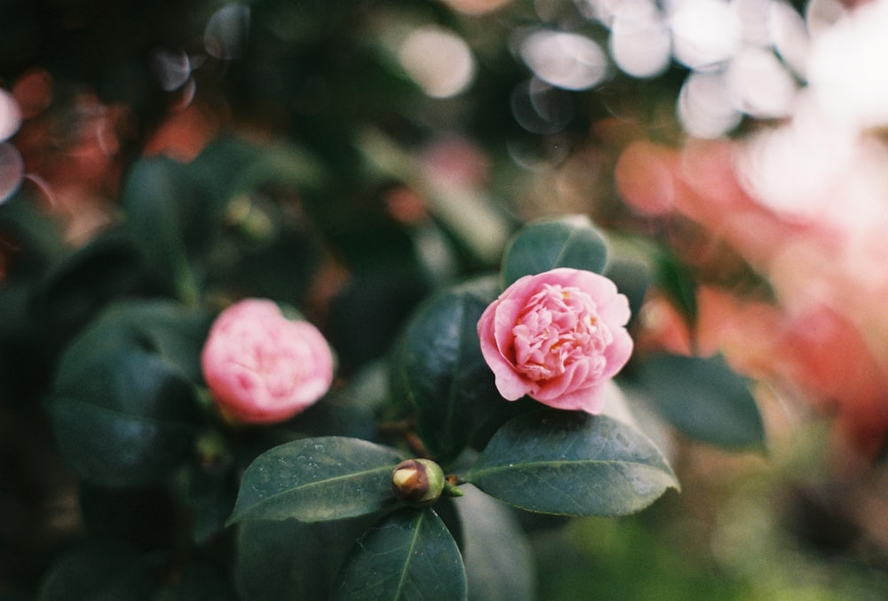 Rosa rosada en flor durante el día