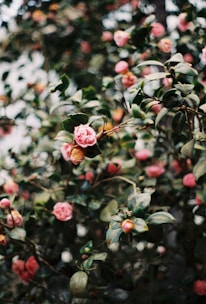 A dense cluster of blooming camellia flowers with pink petals and glossy green leaves. The pink blossoms vary from fully bloomed to buds, scattered throughout the image, creating a vibrant and lush display of natural beauty. The leaves are shiny, adding texture and depth to the scene.