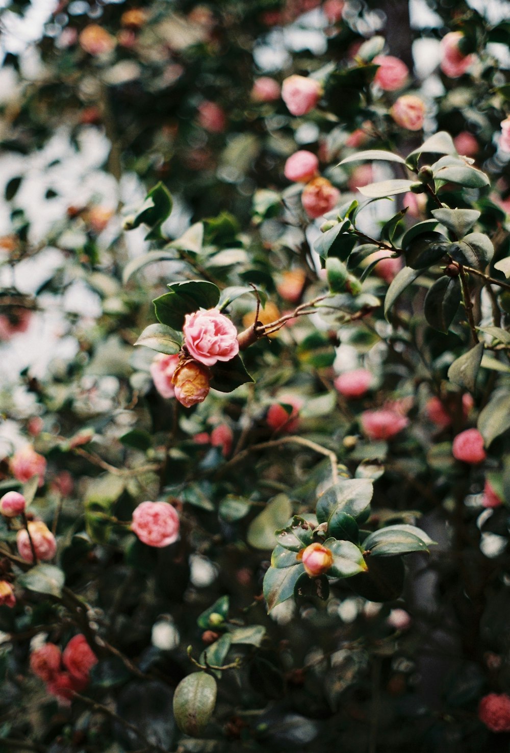 pink flowers with green leaves