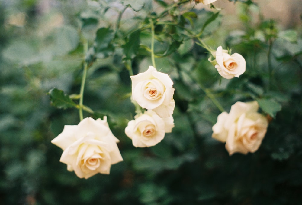 white roses in tilt shift lens
