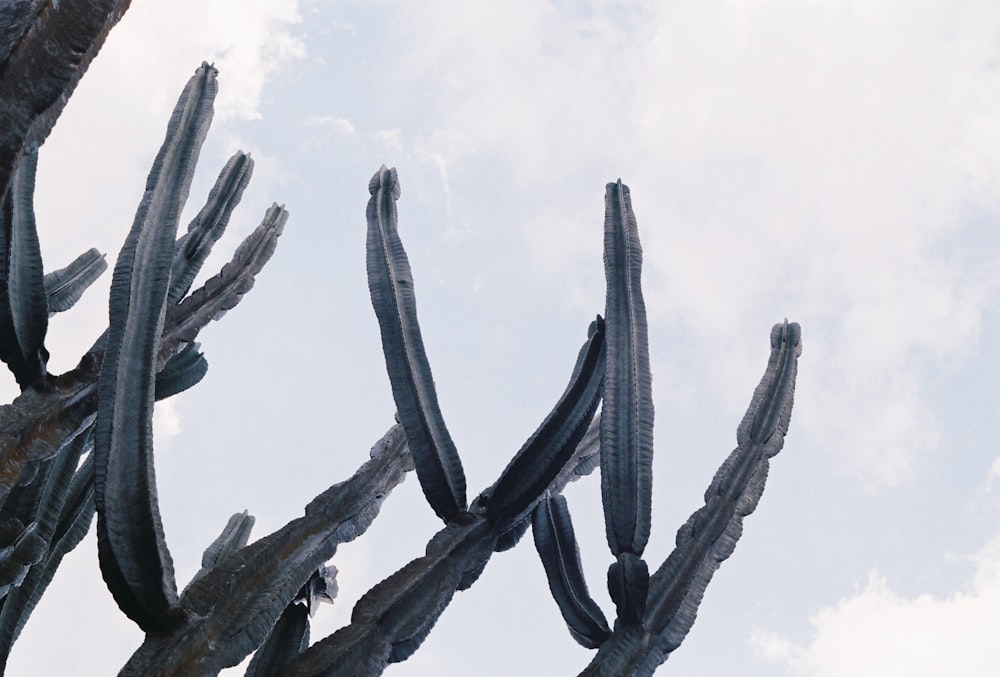 black tree branch under white clouds