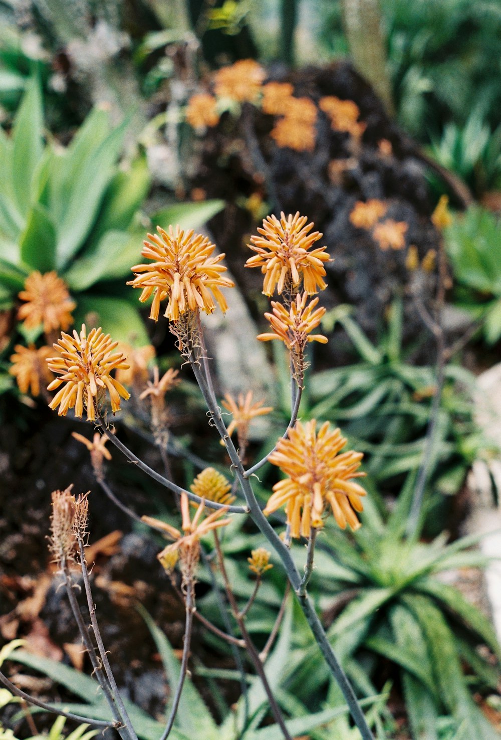 yellow flowers in tilt shift lens