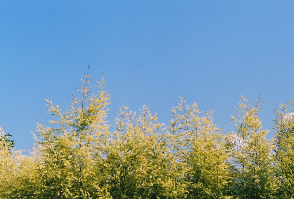 green trees under blue sky during daytime