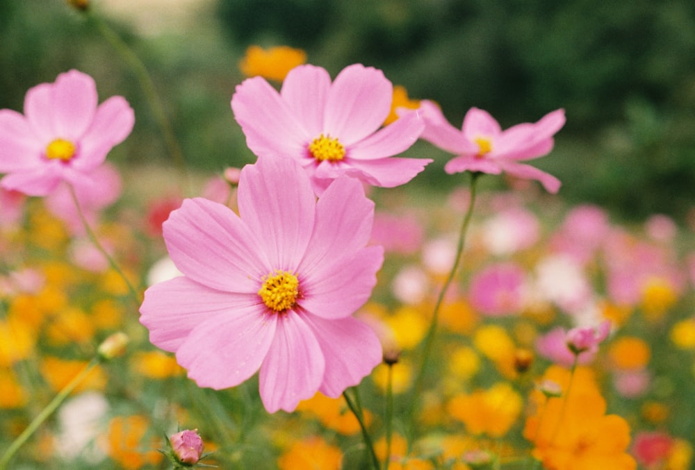 pink and yellow flower in tilt shift lens