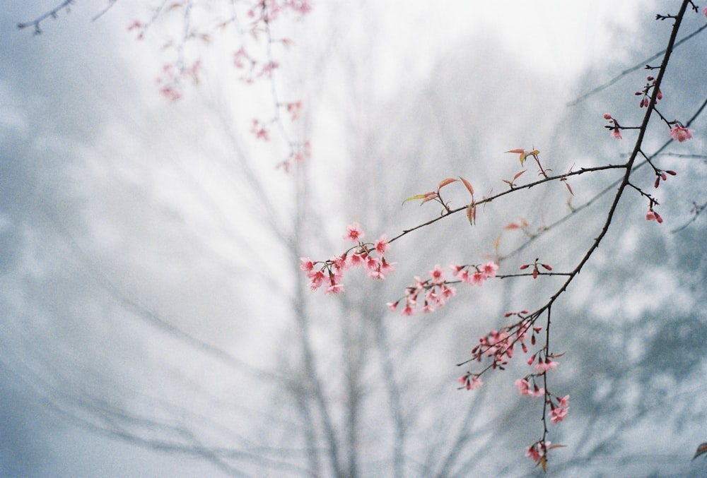 red leaf tree during daytime