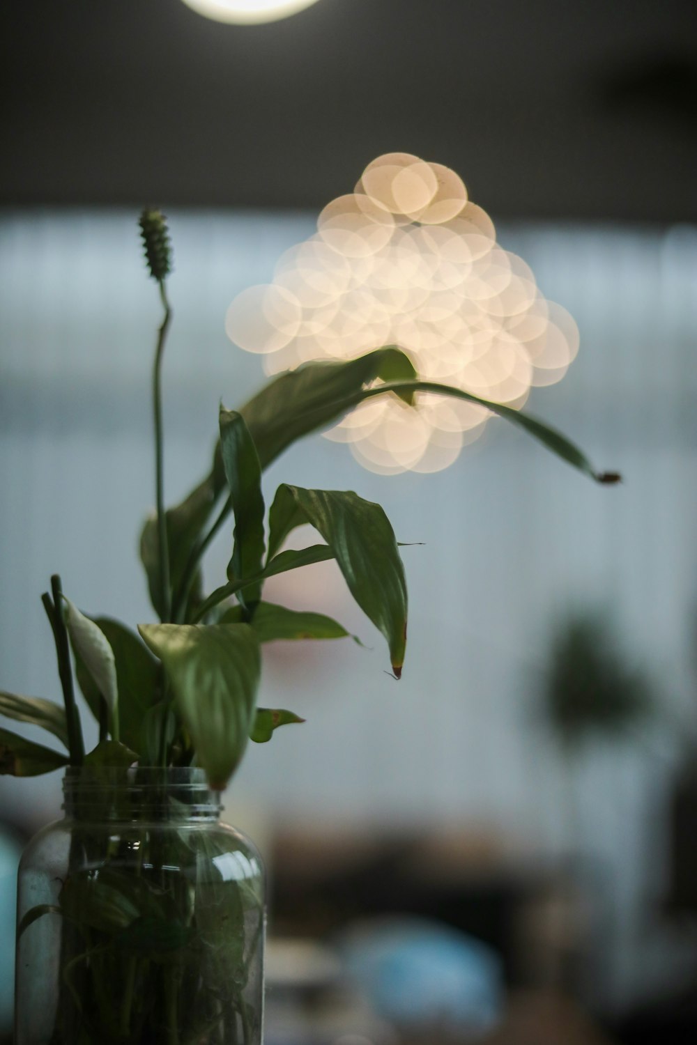 white flower in clear glass vase