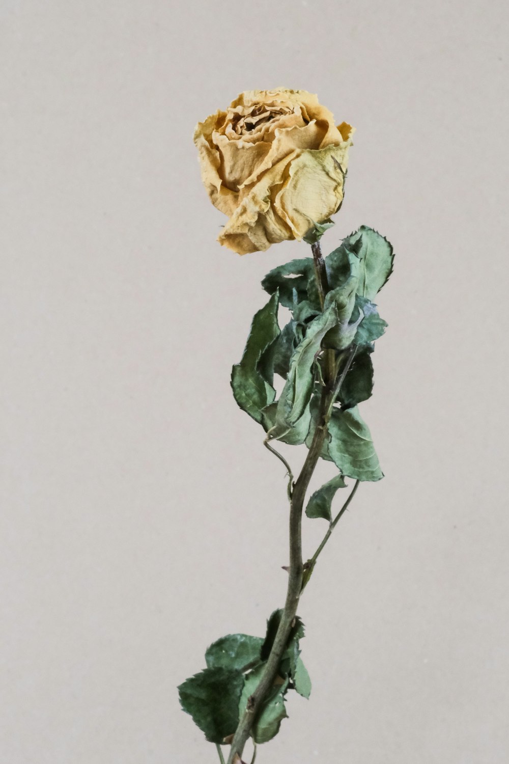 yellow rose in white background
