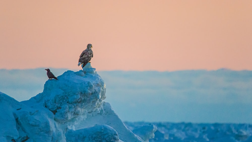 pássaro marrom na rocha coberta de gelo