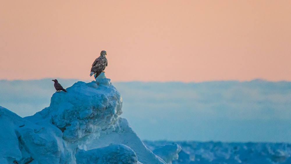 brown bird on ice covered rock