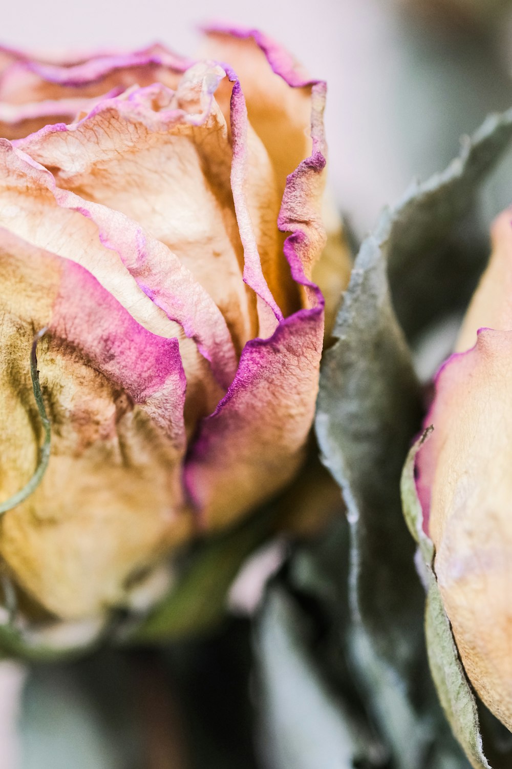 pink and green rose in bloom close up photo