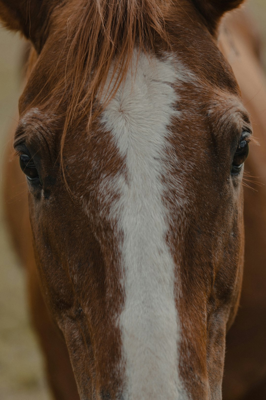 brown and white horse head