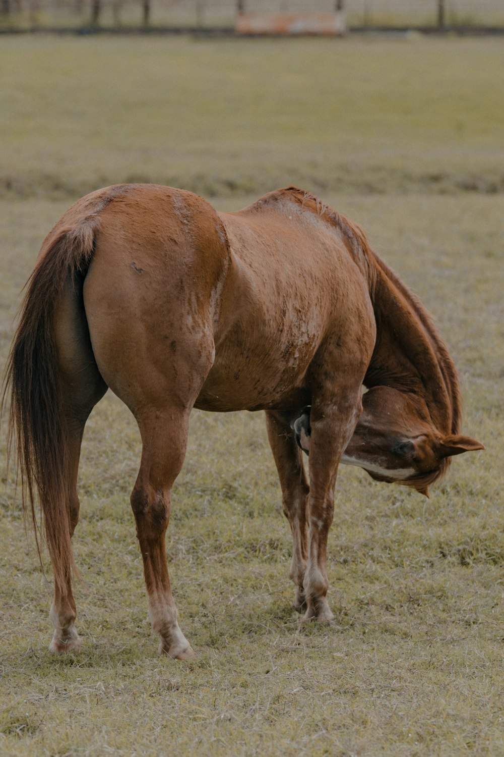 brown horse on brown grass field during daytime