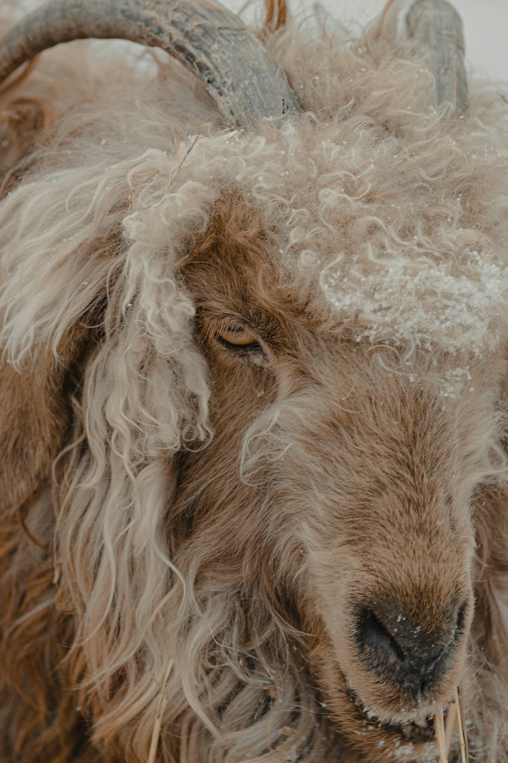 white and brown sheep with white fur