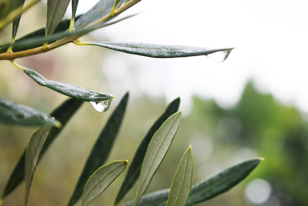 green leaves in tilt shift lens