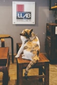 A cat with a mix of brown, black, and white fur is sitting on a wooden stool, grooming itself. The backdrop includes a sign with a colorful logo and some furniture, creating a cozy setting.