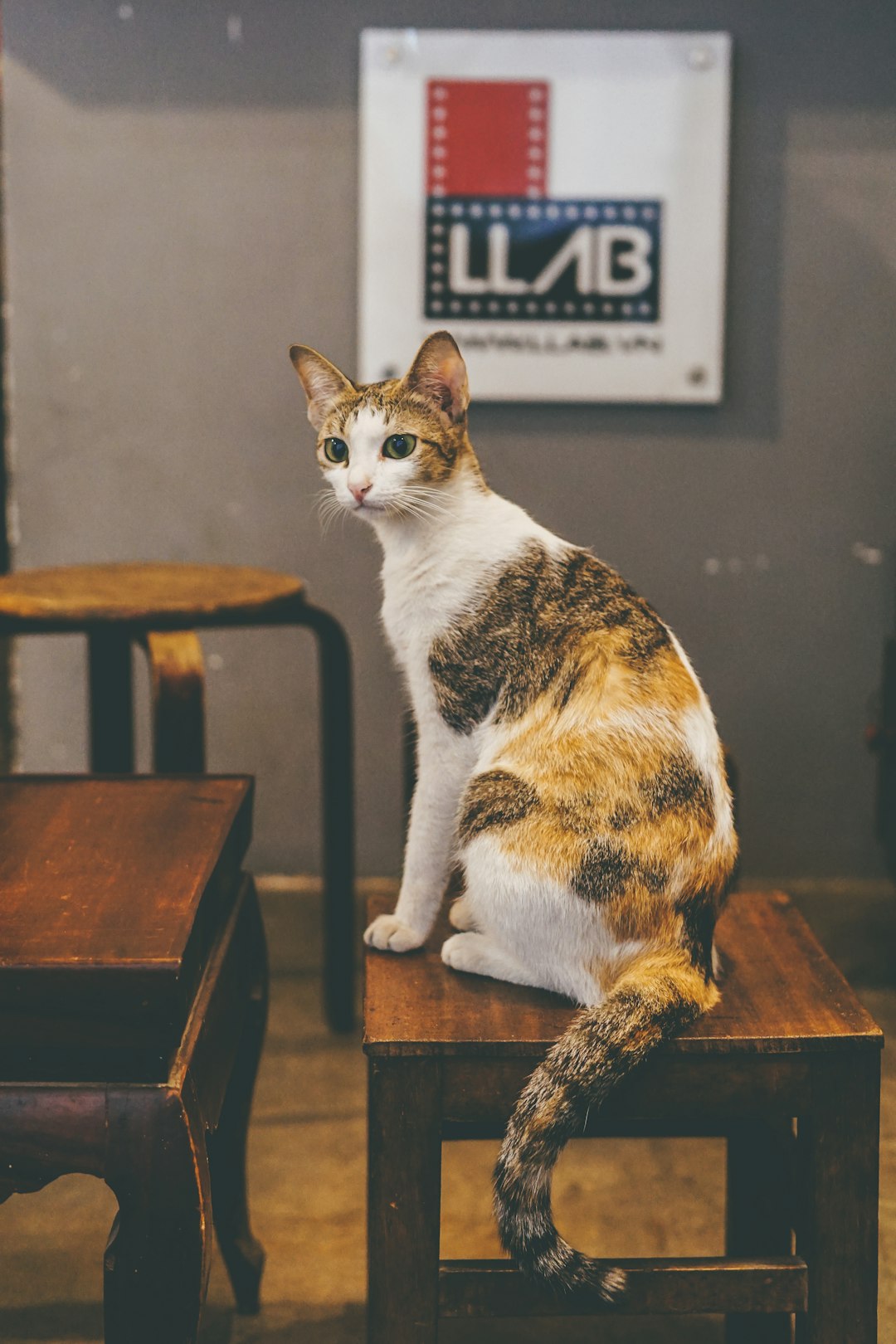 calico cat on brown wooden table