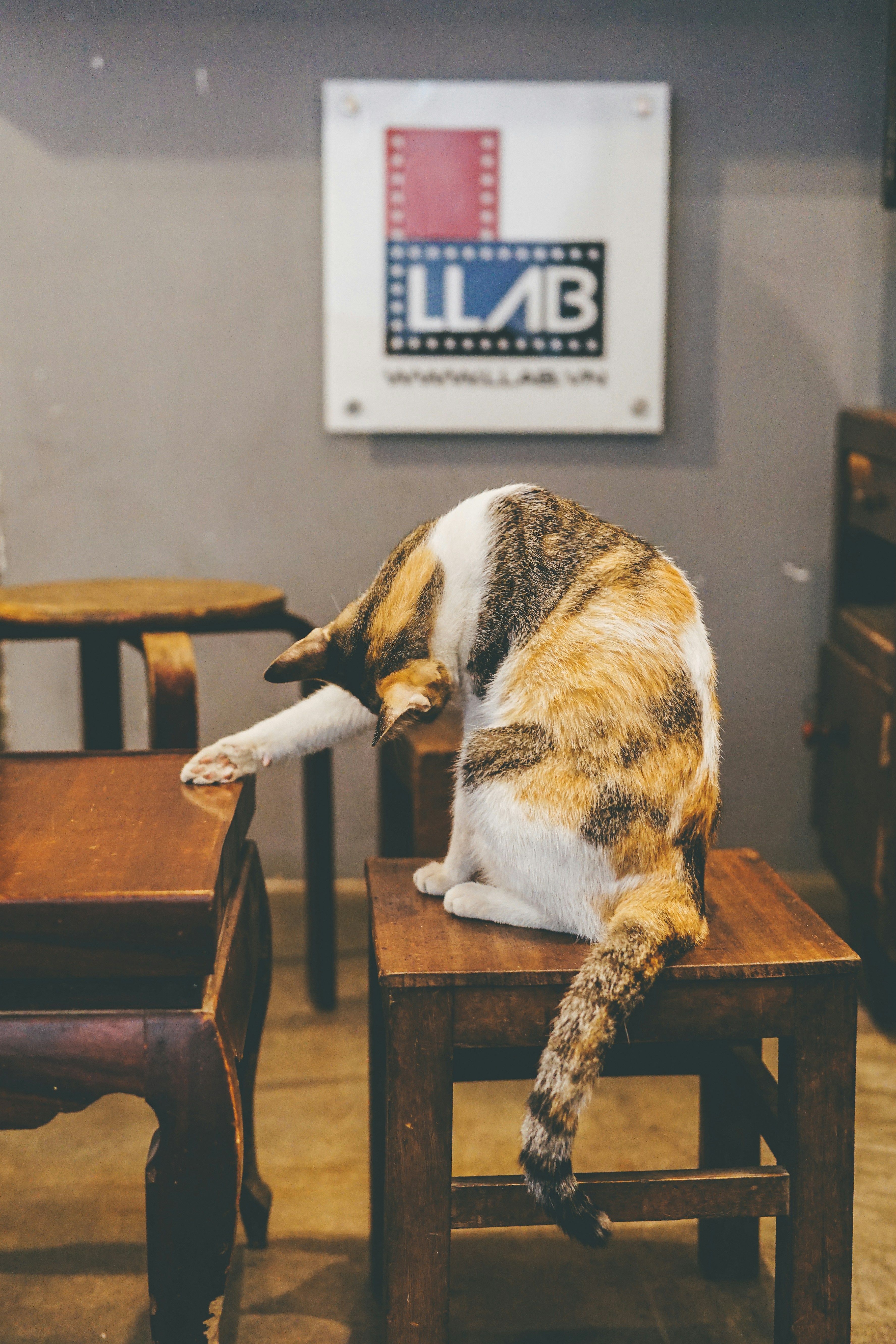 calico cat on brown wooden table