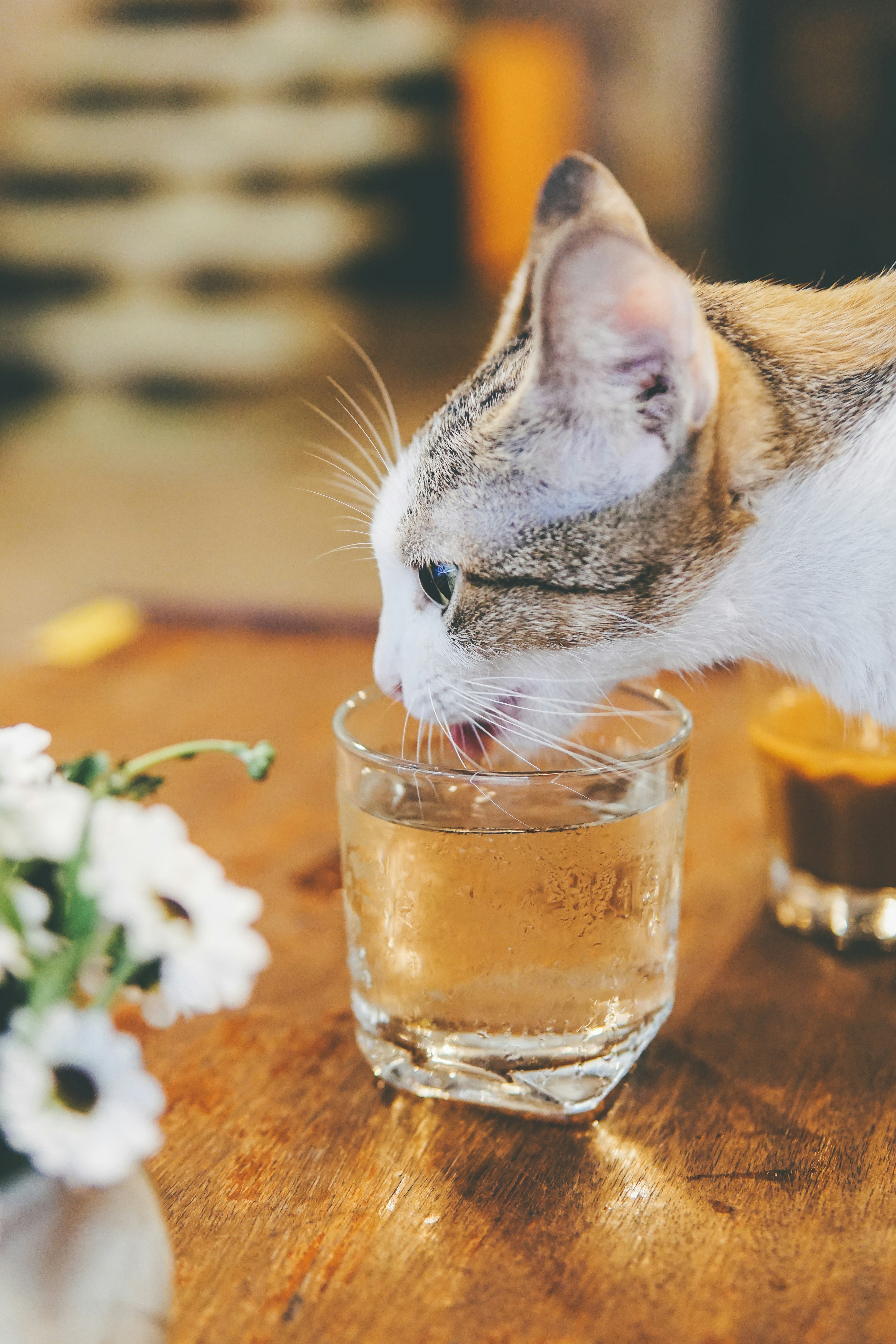 11 Cat Health Tips for Improving Indoor Cat Hydration