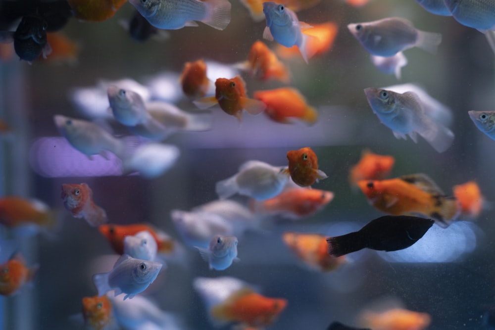 white and orange fish in water