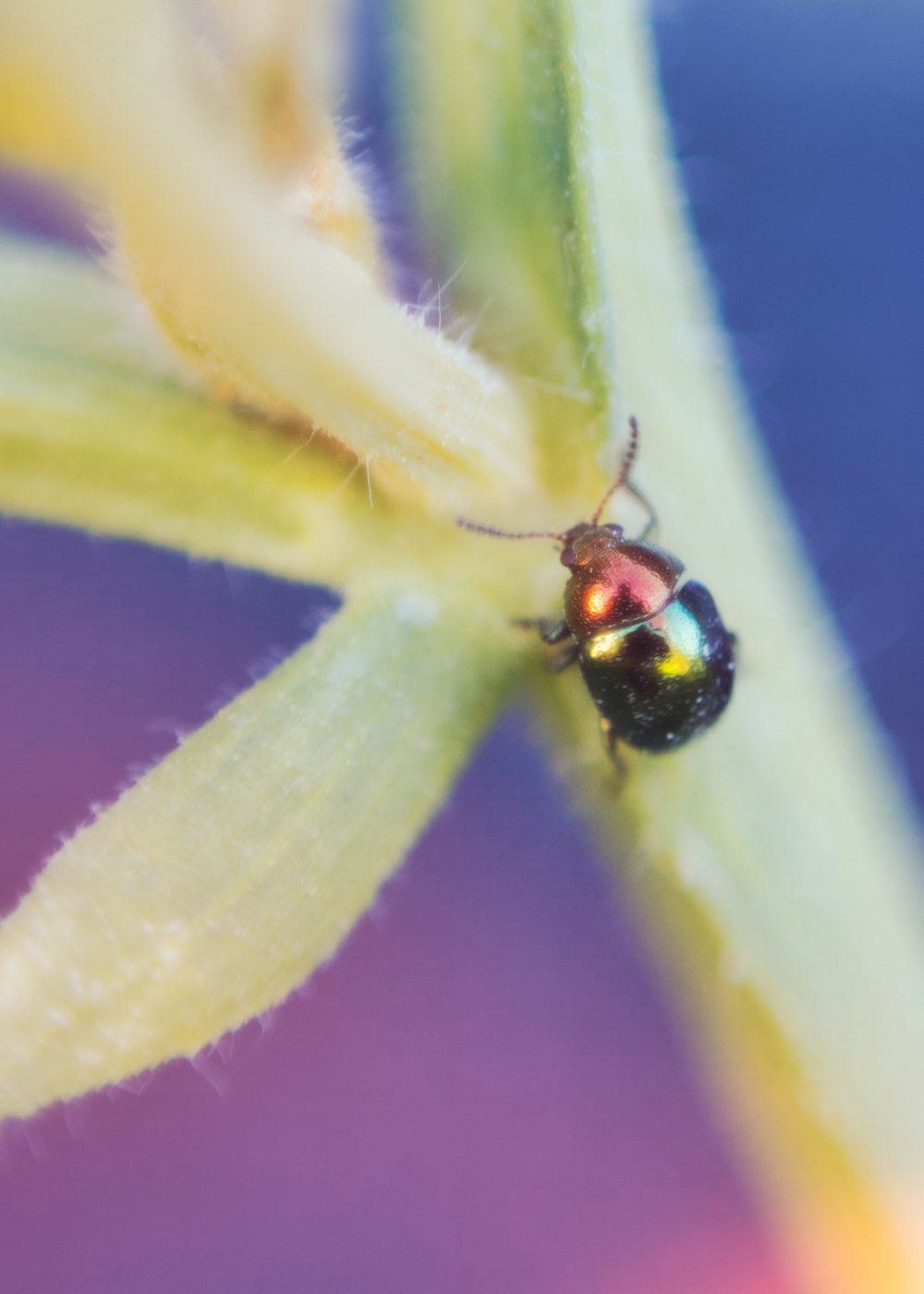 黄色い花にとまっている黒と赤のてんとう虫