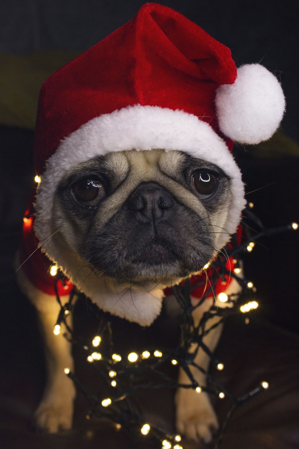 Carlino fulvo che indossa il cappello rosso e bianco di Babbo Natale