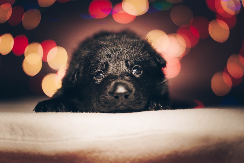 black labrador retriever puppy lying on white textile