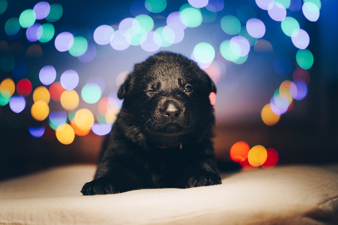 black short coated puppy on white textile