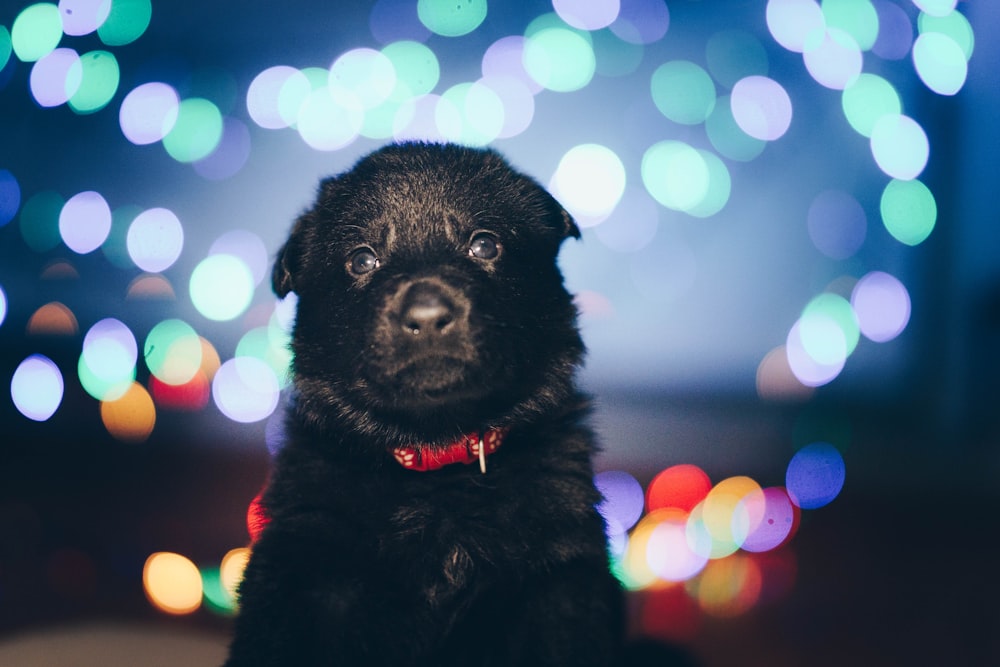 black short coated dog in tilt shift lens