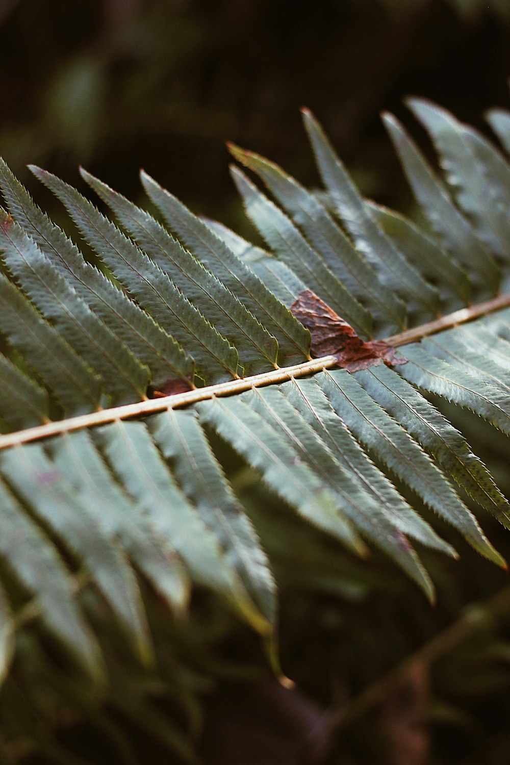 green leaf plant in close up photography