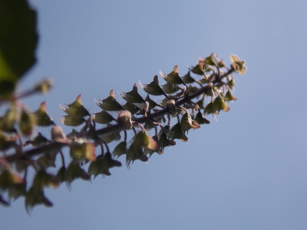 brown plant under blue sky during daytime