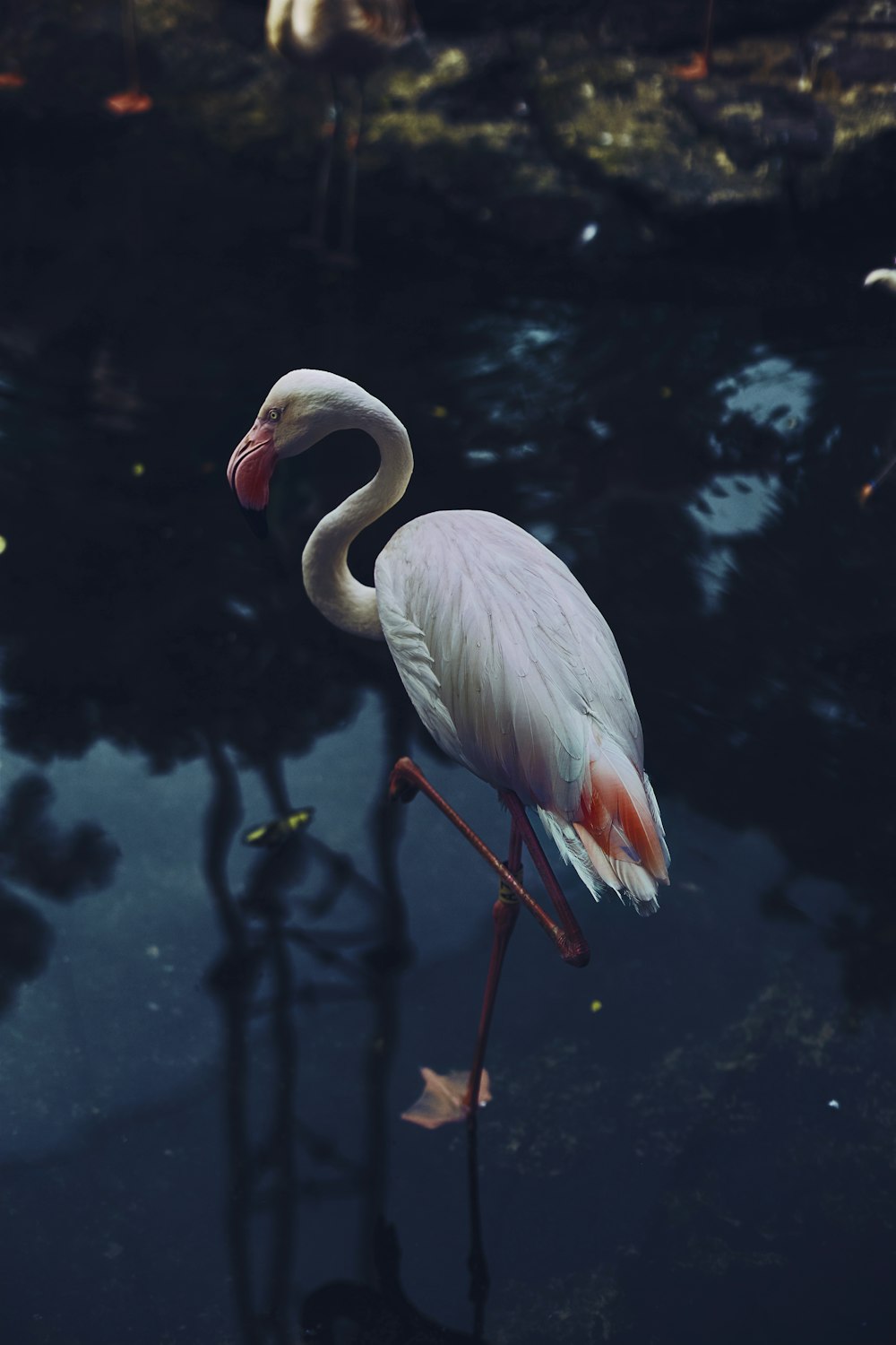 white swan on body of water