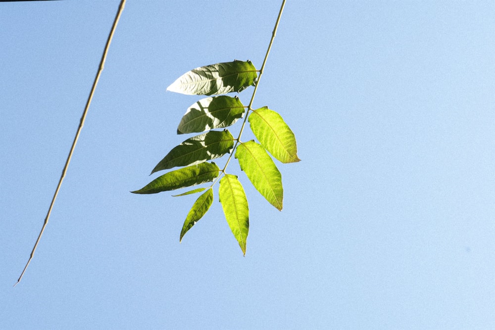 foglie verdi sotto il cielo blu durante il giorno