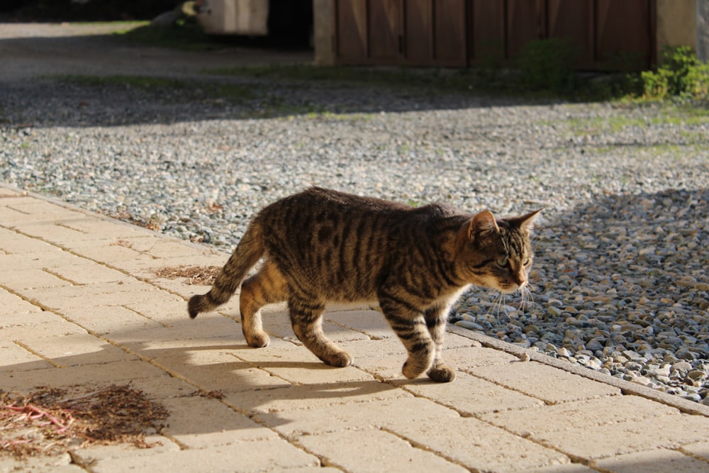 brown tabby cat walking on gray concrete floor during daytime