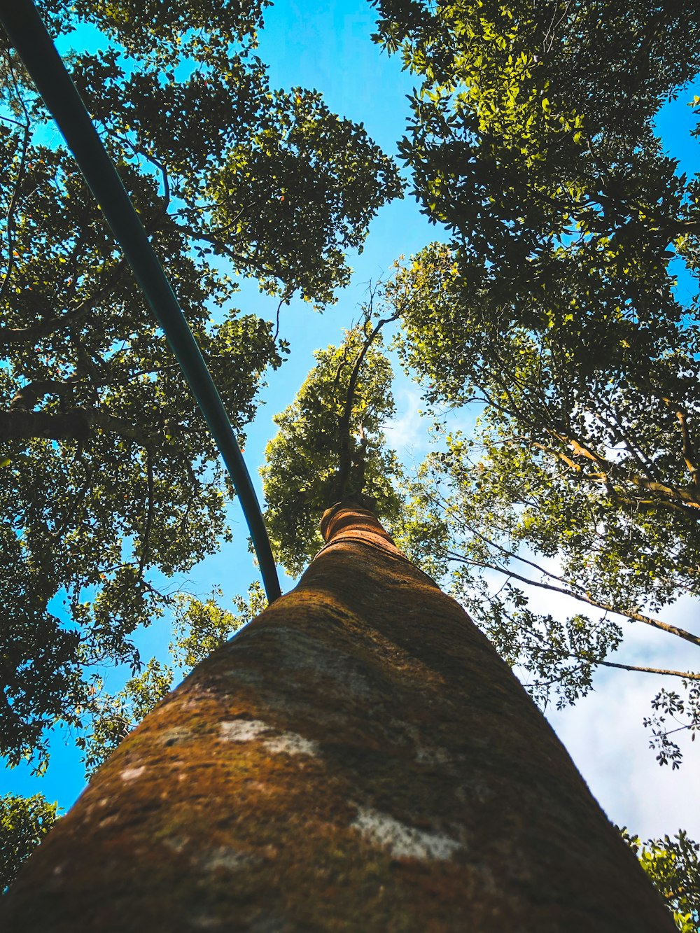Fotografía de ángulo bajo de árboles verdes y marrones durante el día