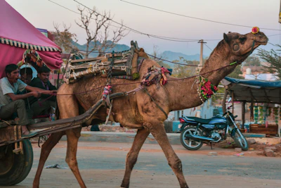 Pushkar Fair