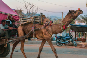 Pushkar