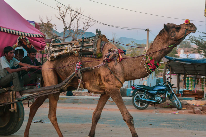 5-Day Itinerary for Pushkar: The Complete Day-by-Day Travel Plan