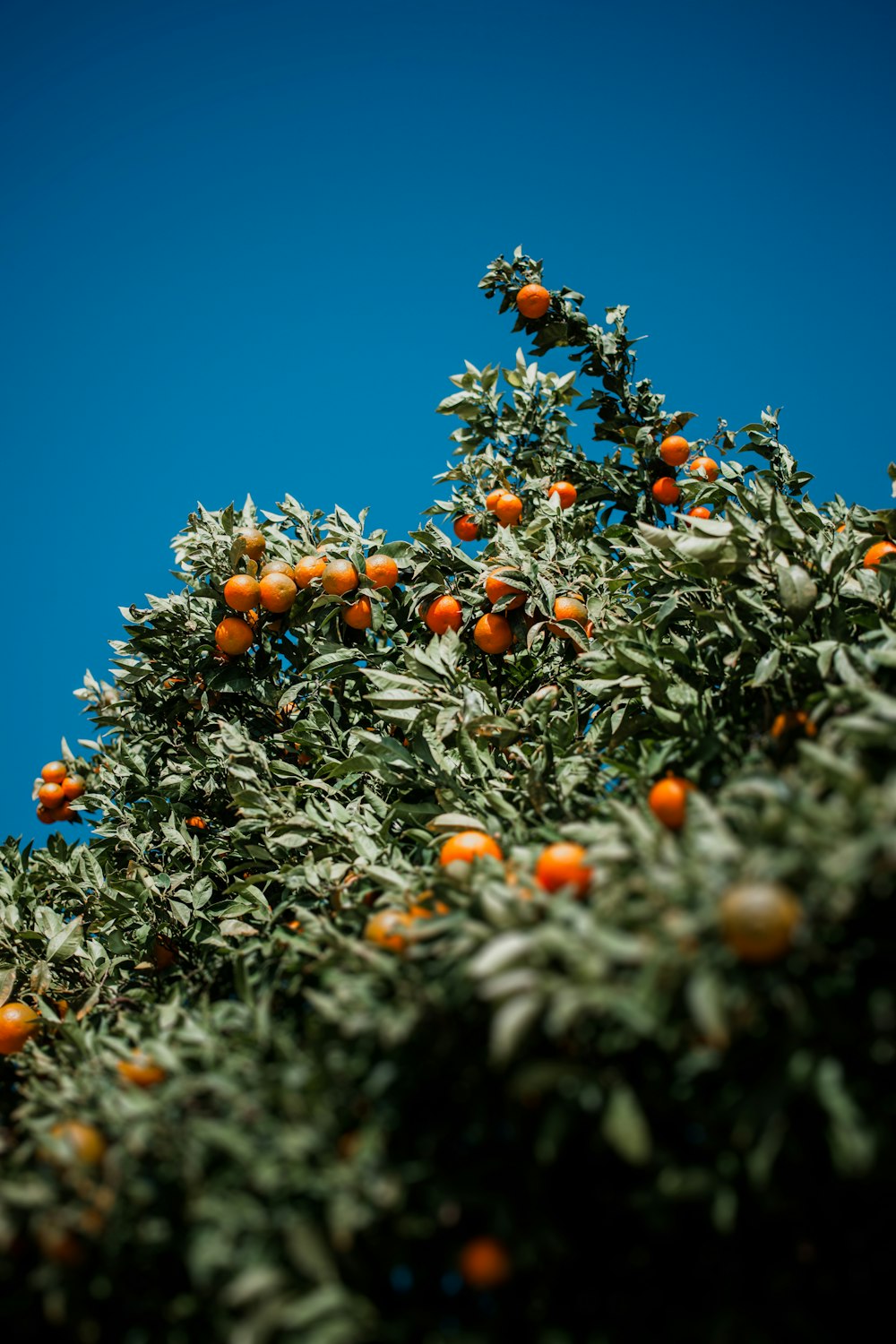 orange fruits on green grass during daytime