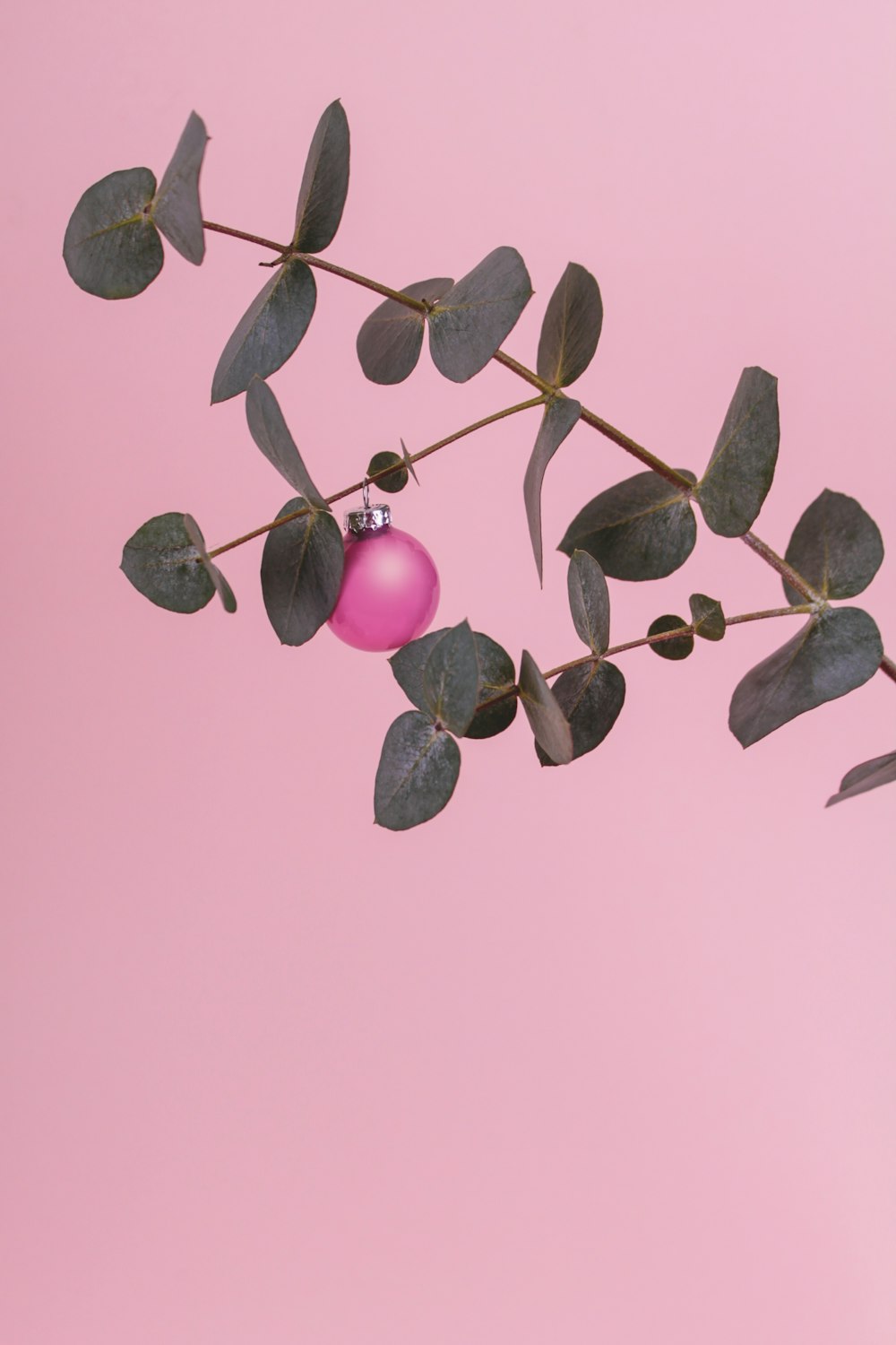 pink and green leaves on white background