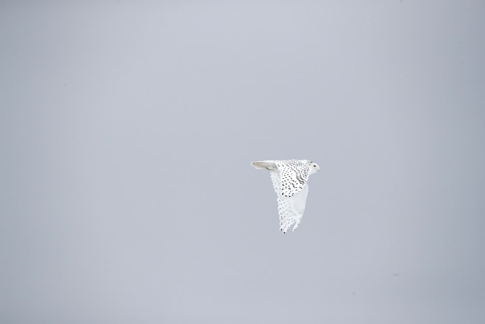 white and black bird flying