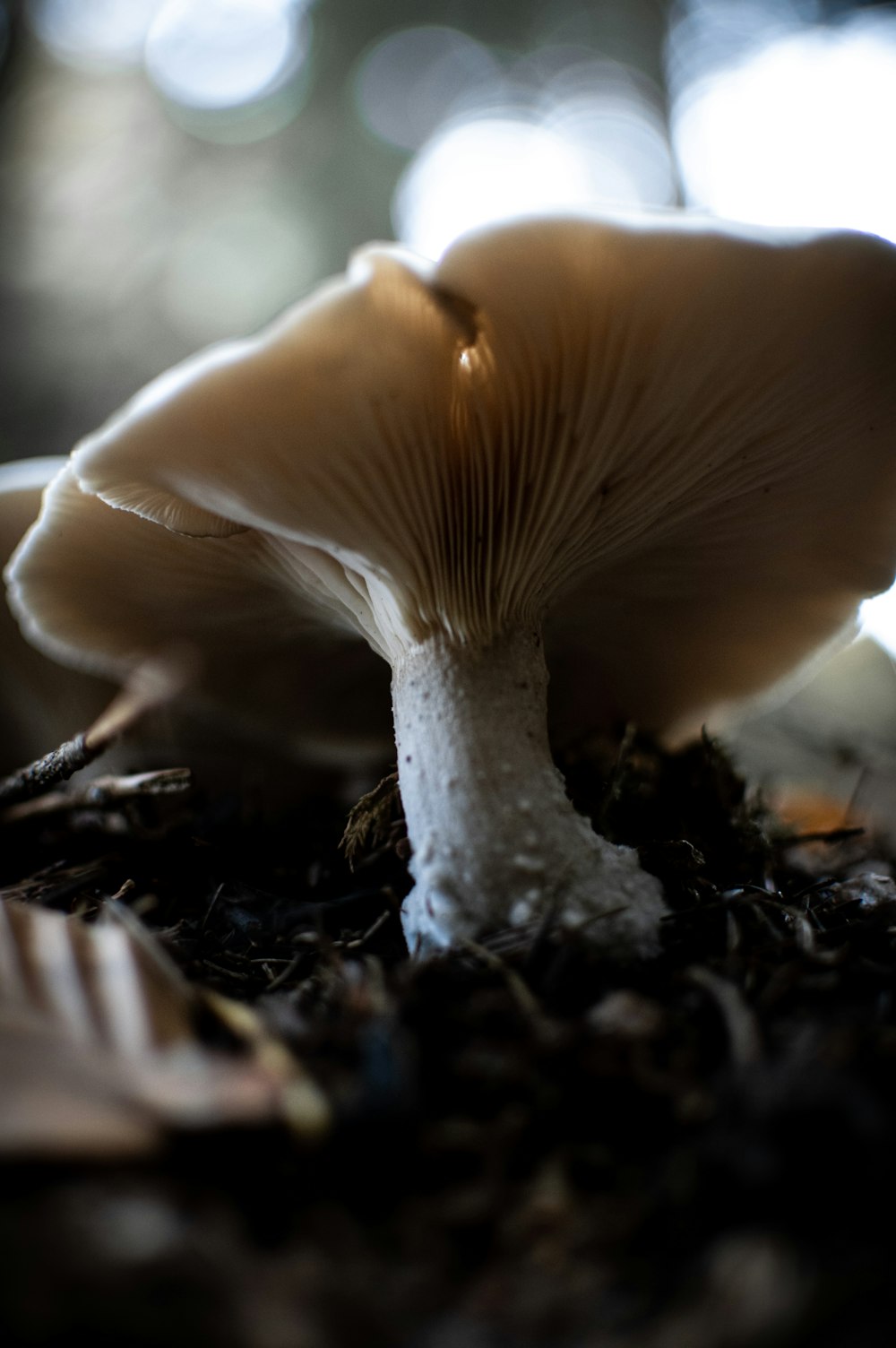 white mushroom in close up photography