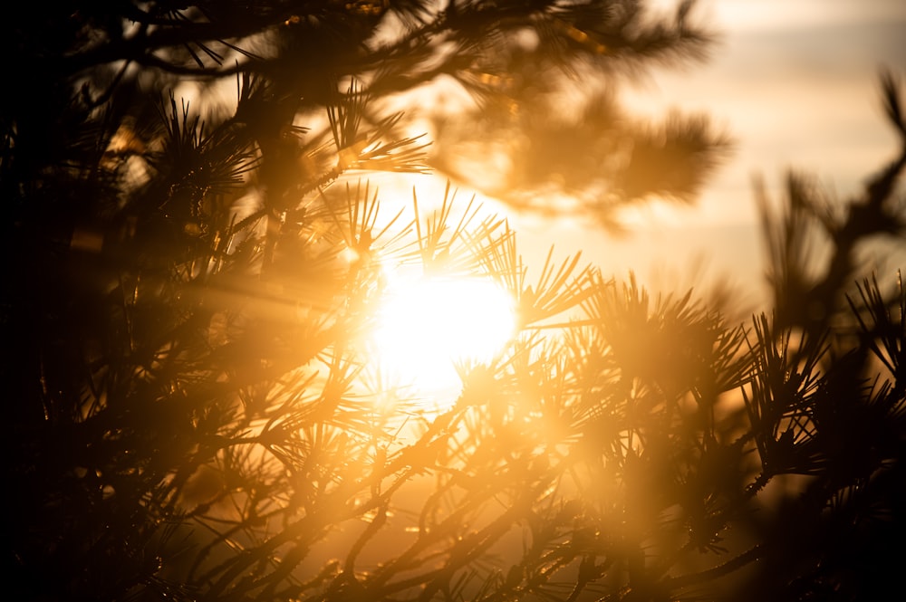 sun behind trees during daytime